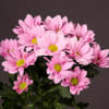Chrysanthemum Grand Pink (Bunch of 10) Online