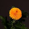 Chrysanthemum Paladov (Bunch of 10) Online