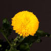 Chrysanthemum Paladov Sunny (Bunch of 10) Online