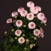 Chrysanthemum Pinky Rock (Bunch of 10) Online