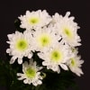 Chrysanthemum Radost (Bunch of 10) Online