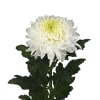 Chrysanthemum Se Magnum (Bunch of 10) Online