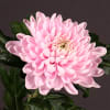 Chrysanthemum Se Rosanno (Bunch of 10) Online