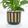 Gift Classic Black And Gold Striped Planter With Peace Lily