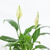 Buy Classic Black And Gold Striped Planter With Peace Lily