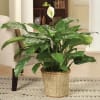 Classic Peace Lily Plant Online