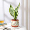 Shop Classic Snake Plant In Traditional Terracotta Pot