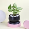 Gift Classic Syngonium Plant with Planter