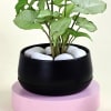 Buy Classic Syngonium Plant with Planter
