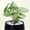 Shop Classic Syngonium Plant with Planter