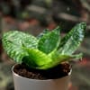 Buy Clean Up Your Mess Sansevieria Green (Snake Plant)
