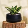 Gift Cleansing Sansevieria Snake Plant in a Metal Planter