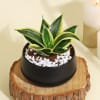 Buy Cleansing Sansevieria Snake Plant in a Metal Planter