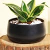 Shop Cleansing Sansevieria Snake Plant in a Metal Planter