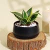 Cleansing Sansevieria Snake Plant in a Metal Planter Online
