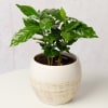 Coffee Plant in Ceramic Pot Online
