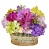 Colourful Orchids Online