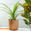 Shop Copper Finish Cylindrical Planter (Without Plant)