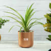 Copper Finish Planter without Plant Online