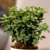 Gift Crassula Green Mini with Self Watering Pot  Customized with logo and Name