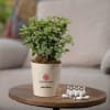 Crassula Green Mini with Self Watering Pot  Customized with logo and Name Online