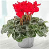 Cyclamen Potted Plant Online