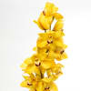 Cymbidiums Orchid Branch Cooksbridge (per Stem) Online