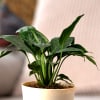 Buy Dad Is Always Rooting For Me Peace Lily Plant