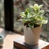 Shop Dad's Love Is Evergreen Money Plant