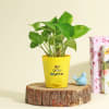 Gift Decorative Money Plant