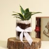 Gift Decorative Sansevieria Snake Plant in a Glass Planter