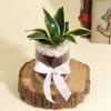 Buy Decorative Sansevieria Snake Plant in a Glass Planter