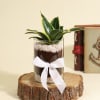 Decorative Sansevieria Snake Plant in a Glass Planter Online