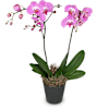 Deep pink Orchid (Phalaenopsis) Online