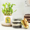Gift Delectable Chocolate Jar Cake With Two-Layered Bamboo Plant