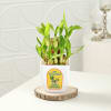 Buy Delectable Chocolate Jar Cake With Two-Layered Bamboo Plant