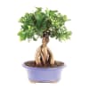 Deluxe Ginseng Grafted Ficus Online