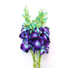 Dendrobium Gal Blue Paint (Bunch of 20) Online