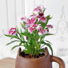 Buy Dianthus Flower Plant in Ceramic Planter with Handle