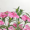 Shop Dianthus Plant With Love Planter