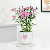 Dianthus Plant With Love Planter Online
