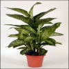 Dieffenbachia Plant Online