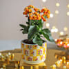 Buy Diwali Sparkle