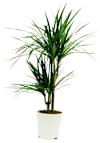Dracaena Online