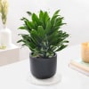 Gift Dracaena Compacta And Midnight Terracotta Pot