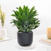 Buy Dracaena Compacta And Midnight Terracotta Pot