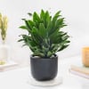 Dracaena Compacta And Midnight Terracotta Pot Online