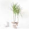 Gift Dracaena Plant in Jute Wrapping with Plastic Planter