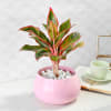 Gift Dracaena Plant in Pink Round Pot