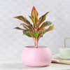 Buy Dracaena Plant in Pink Round Pot
